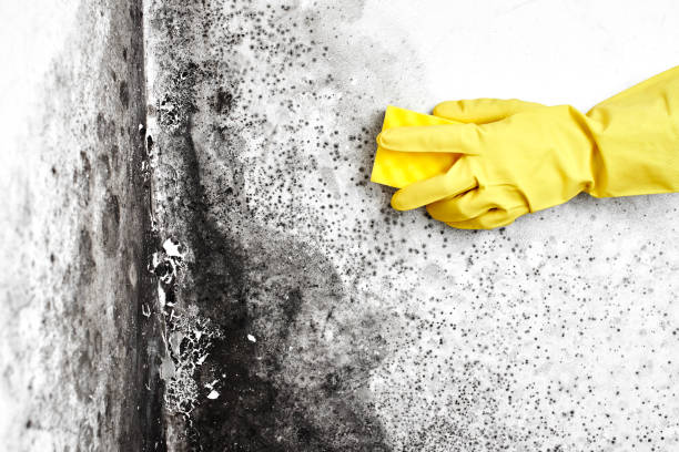Best Mold Testing and Inspection Services in South Blooming Grove, NY