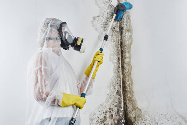 Best Post-Remediation Services in South Blooming Grove, NY