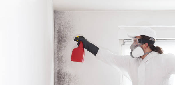 Best Emergency Mold Remediation in South Blooming Grove, NY