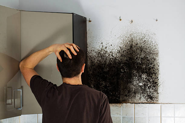 Professional Mold Remediation in South Blooming Grove, NY