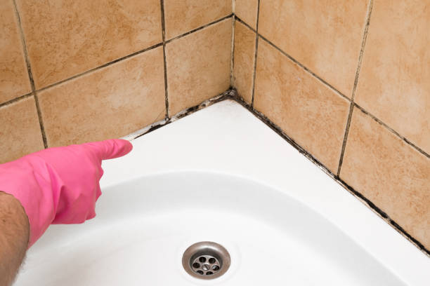Best Crawl Space Mold Remediation in South Blooming Grove, NY